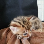 Cuccioli di Bengala "MyBengals"