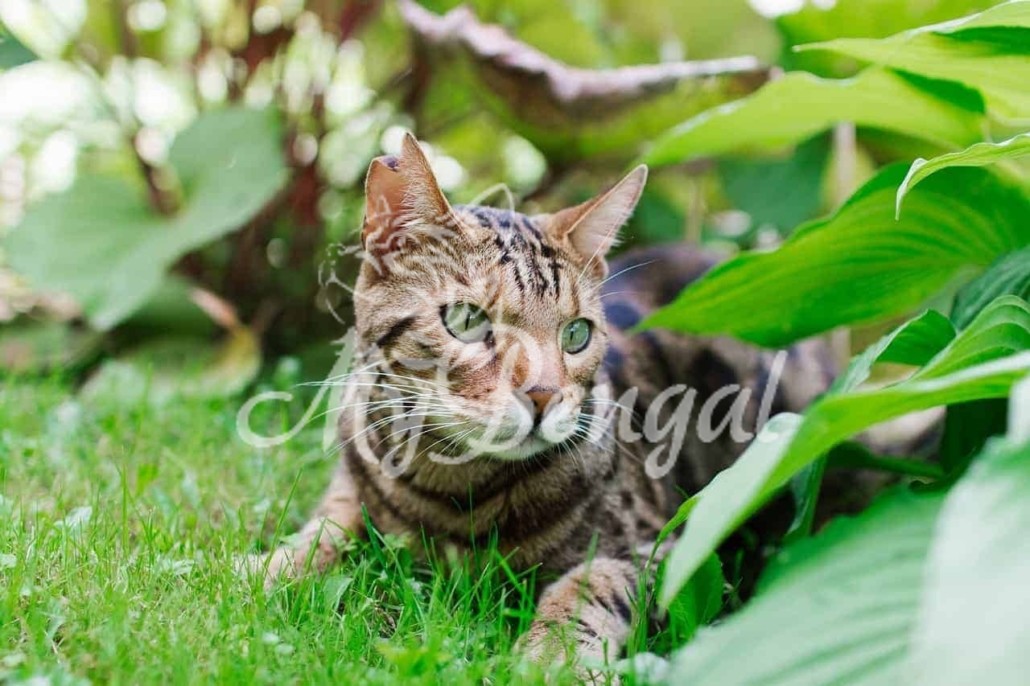 Perchè i gatti mangiano l'erba