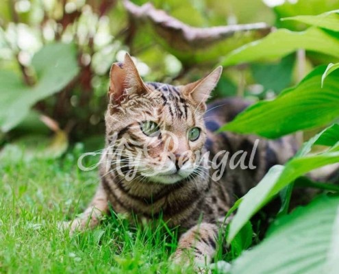 Perchè i gatti mangiano l'erba